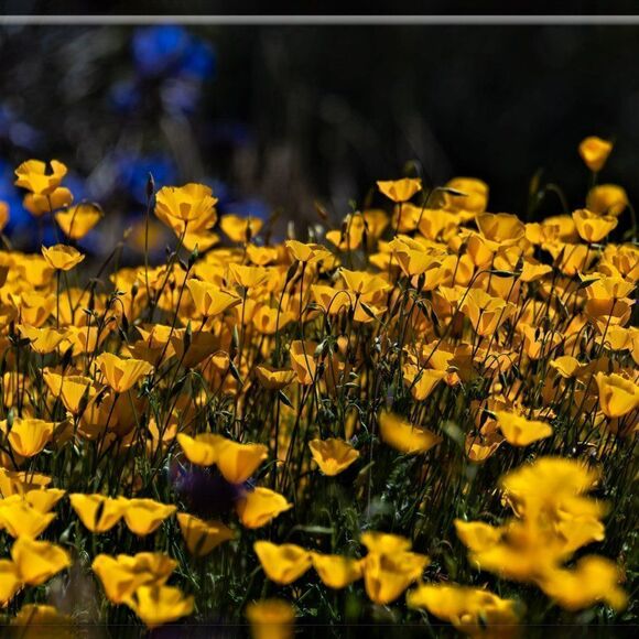 Joshua Tree's Beauty!  - Picture 16 of 16